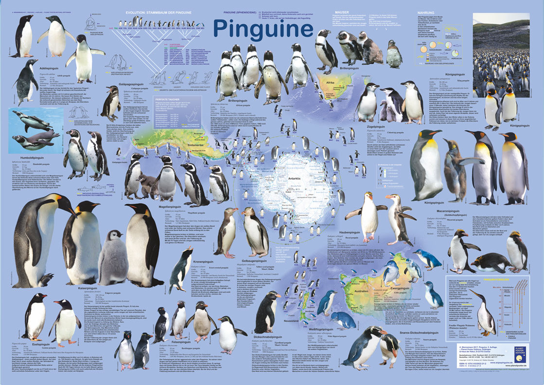 Poster Pinguine - Planet Poster Editions